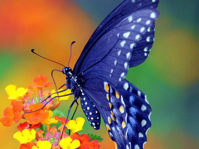 Все о бабочках в Анадыре | ЗооТом портал о животных