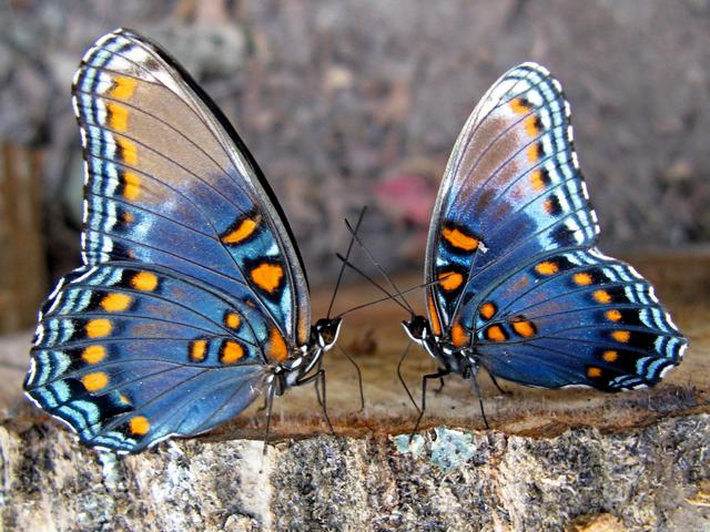 Все о бабочках в Анадыре | ЗооТом портал о животных