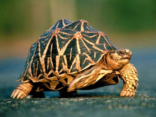 Все о черепахах в Анадыре | ЗооТом портал о животных