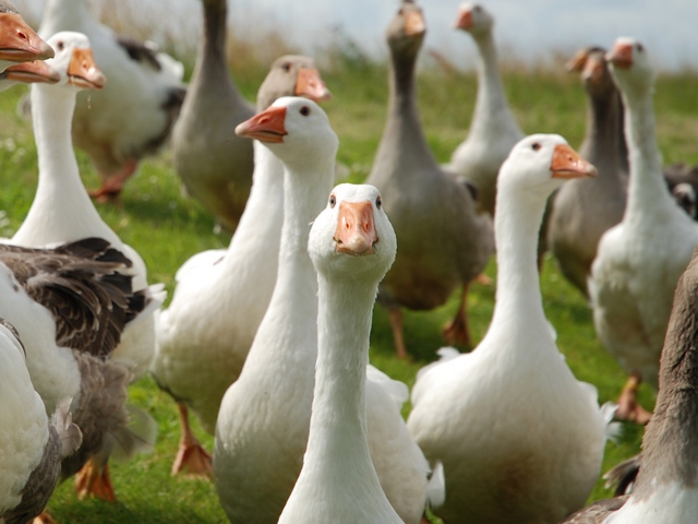 Все о гусях в Анадыре | ЗооТом портал о животных