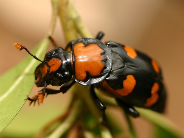 Все о жуках в Анадыре | ЗооТом портал о животных