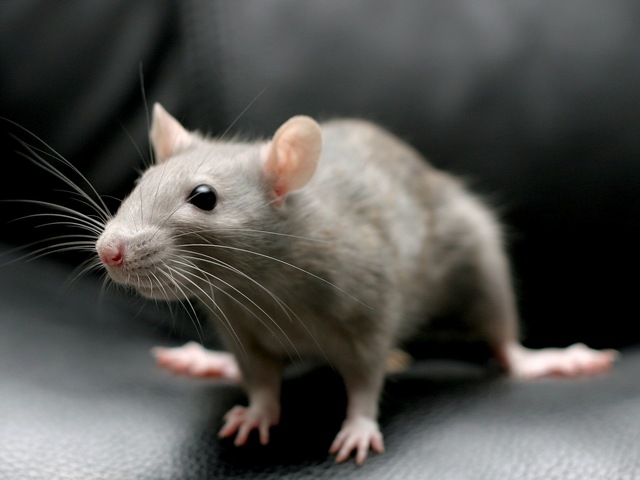 Все о крысах в Анадыре | ЗооТом портал о животных