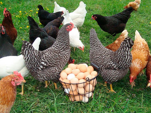 Содержание кур и уход за ними | ЗооТом - продажа, вязка и услуги для животных в Анадыре