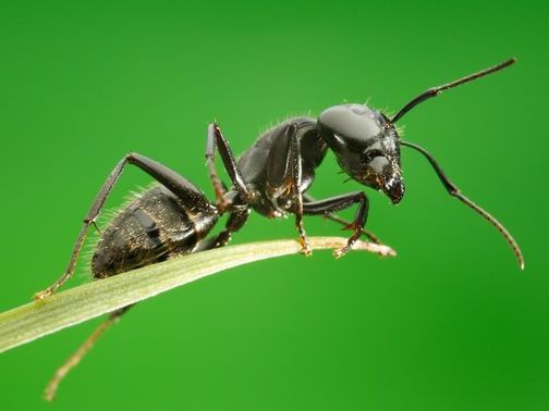 Все о муравьях в Анадыре | ЗооТом портал о животных