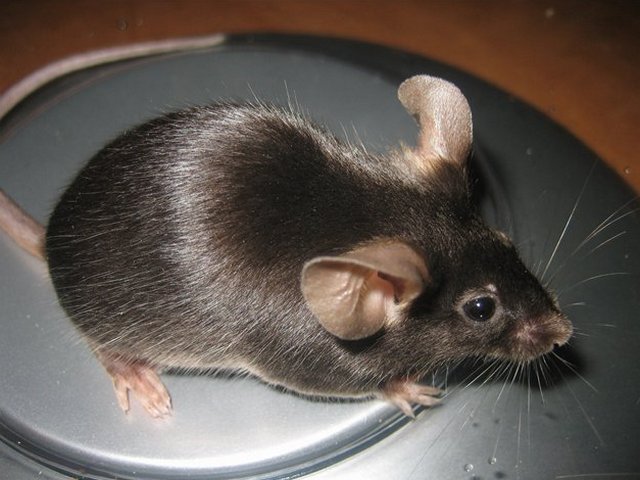 Все о мышах в Анадыре | ЗооТом - продажа, вязка и услуги для животных в Анадыре