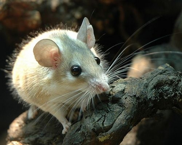 Все о мышах в Анадыре | ЗооТом - продажа, вязка и услуги для животных в Анадыре