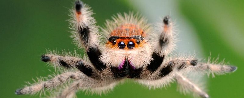Все о пауках в Анадыре | ЗооТом портал о животных