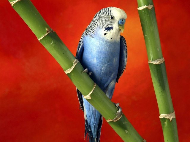 Все о попугаях в Анадыре | ЗооТом портал о животных
