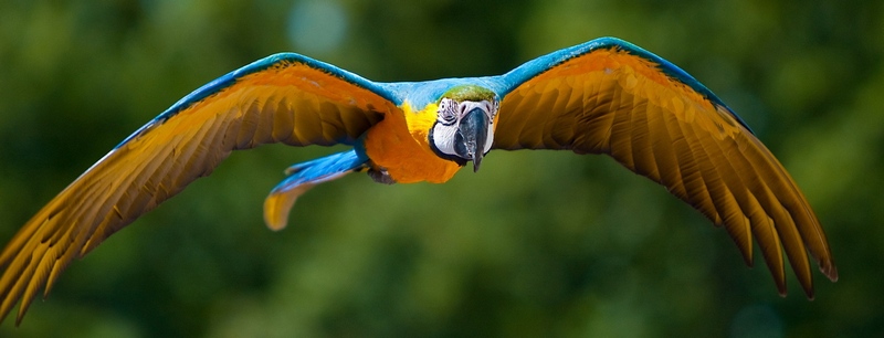 Все о попугаях в Анадыре | ЗооТом портал о животных
