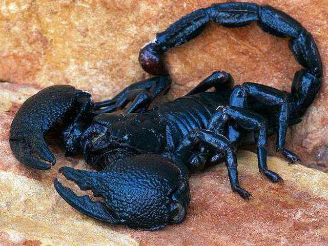 Все о скорпионах в Анадыре | ЗооТом портал о животных