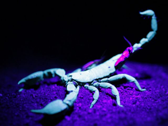 Все о скорпионах в Анадыре | ЗооТом портал о животных