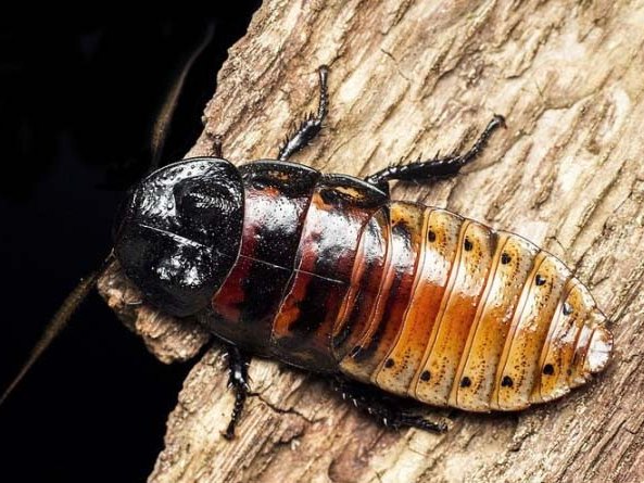 Все о тараканах в Анадыре | ЗооТом портал о животных