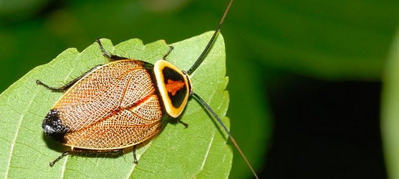 Все о тараканах в Анадыре | ЗооТом портал о животных