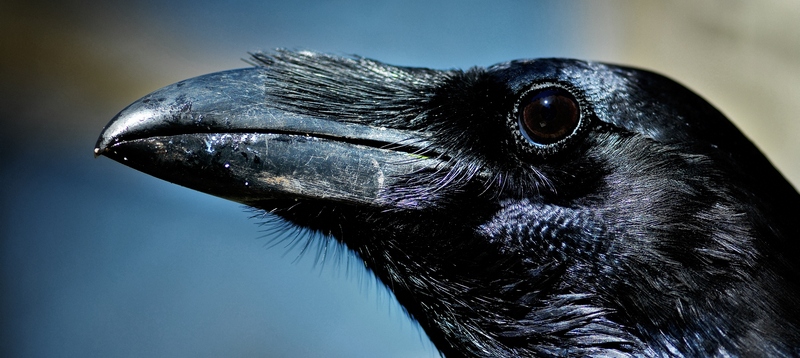 Все о воронах в Анадыре | ЗооТом портал о животных