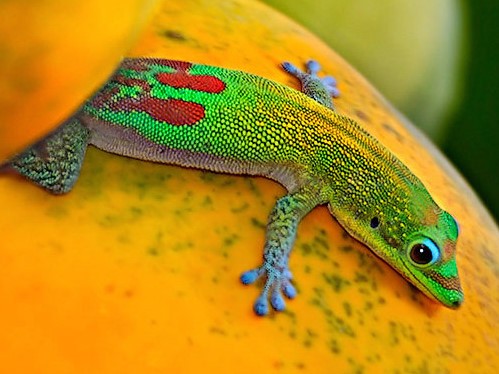 Все о гекконах в Анадыре | ЗооТом портал о животных