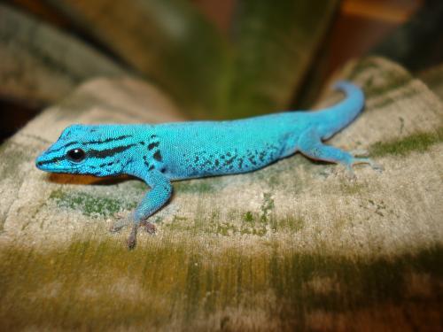 Все о гекконах в Анадыре | ЗооТом портал о животных