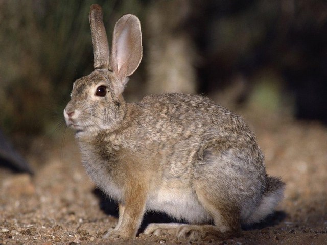 Все о зайцах | ЗооТом - продажа, вязка и услуги для животных в Анадыре