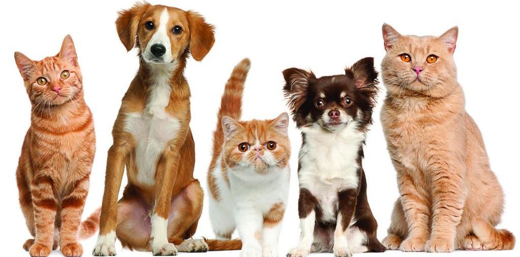 Доска объявлений о животных | ЗооТом - продажа, вязка и услуги для животных в Анадыре