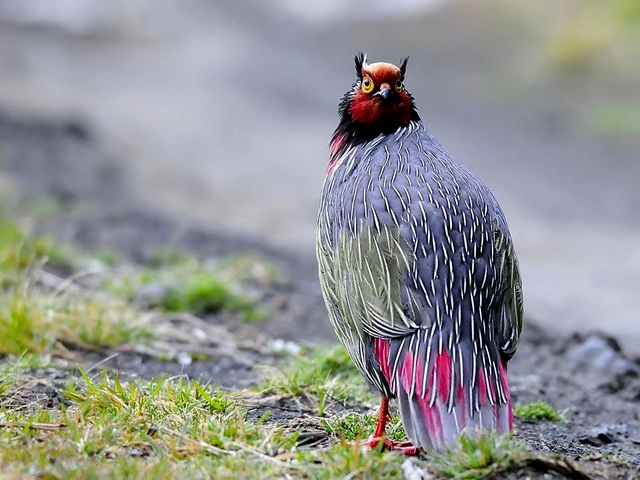 Все о фазанах в Анадыре | ЗооТом портал о животных