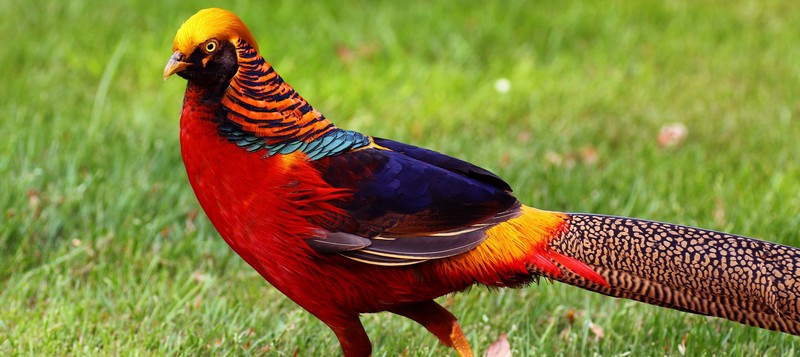 Все о фазанах в Анадыре | ЗооТом портал о животных