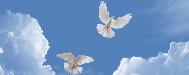Все о голубях | ЗооТом - продажа, вязка и услуги для животных в Анадыре