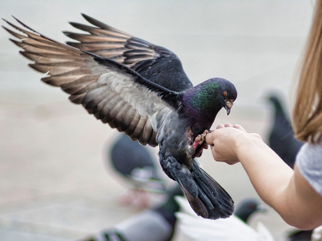 Все о голубях | ЗооТом - продажа, вязка и услуги для животных в Анадыре