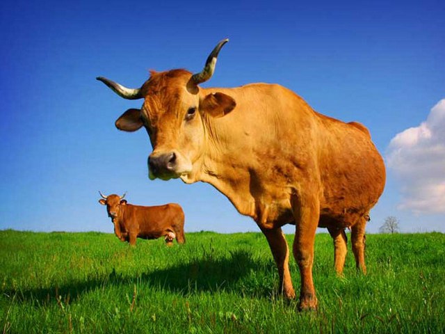 Все о коровах в Анадыре | ЗооТом портал о животных