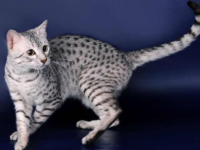 Породы кошек в Анадыре | ЗооТом портал о животных