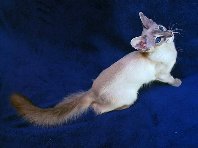 Выведенные породы кошек в Анадыре | ЗооТом портал о животных