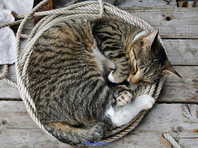 Все о кошках в Анадыре | ЗооТом портал о животных