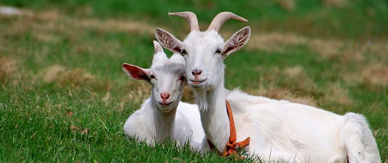 Все о козах в Анадыре | ЗооТом портал о животных