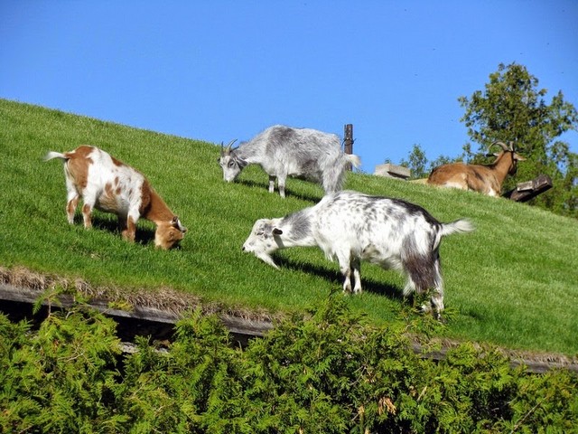 Все о козах в Анадыре | ЗооТом портал о животных