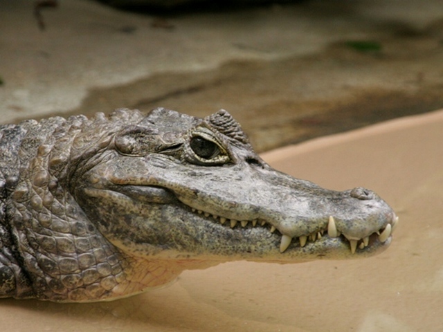 Все о крокодилах в Анадыре | ЗооТом портал о животных
