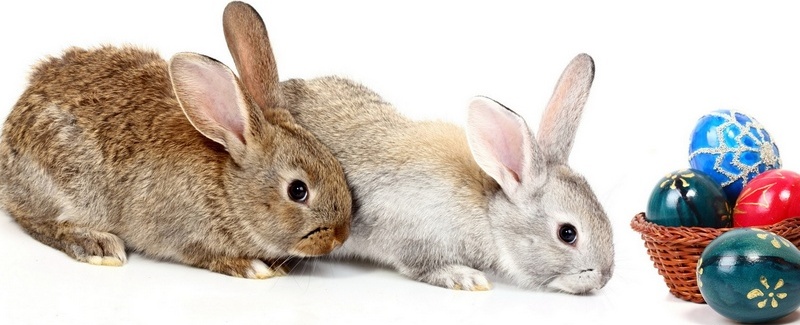 Все о кроликах в Анадыре | ЗооТом портал о животных