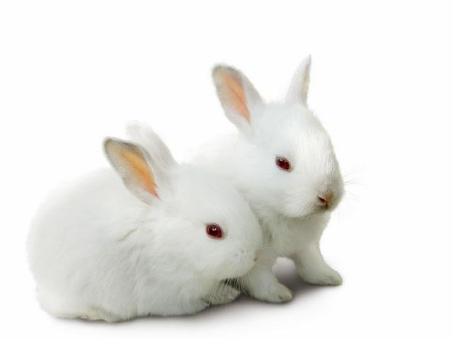 Все о кроликах в Анадыре | ЗооТом портал о животных