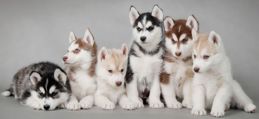 Объявления о собаках | ЗооТом - продажа, вязка и услуги для животных в Анадыре