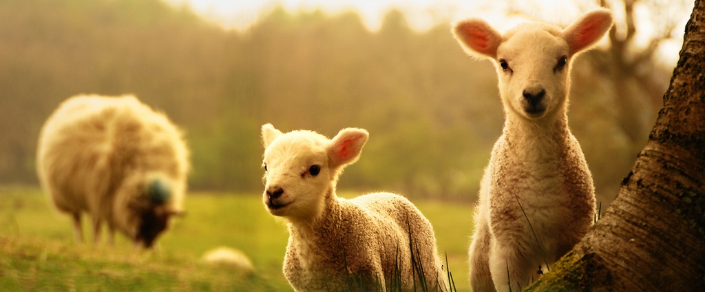 Объявления о сельскохозяйственных животных | ЗооТом - продажа, вязка и услуги для животных в Анадыре