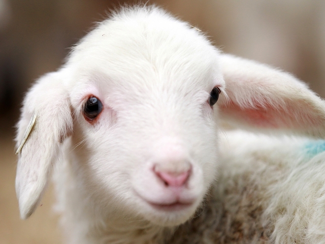 Овцы и бараны в Анадыре | ЗооТом портал о животных