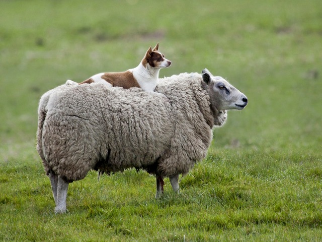 Все об овцах в Анадыре | ЗооТом портал о животных