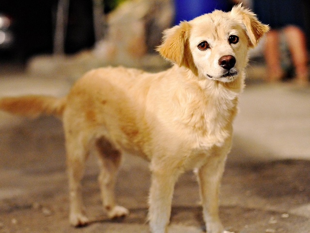 Породы собак в Анадыре | ЗооТом портал о животных