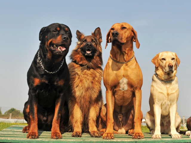 Крупные породы собак в Анадыре | ЗооТом портал о животных