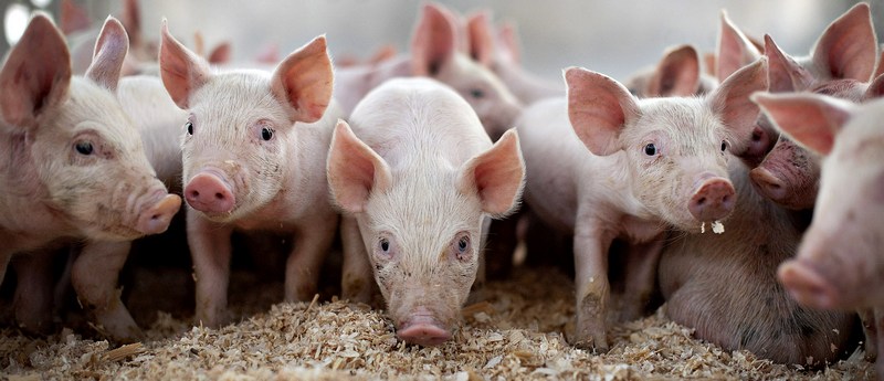 Все о свиньях в Анадыре | ЗооТом портал о животных