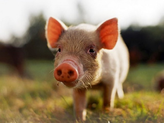 Все о свиньях в Анадыре | ЗооТом портал о животных