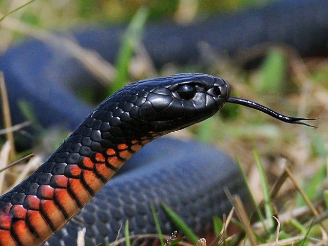 Все о змеях в Анадыре | ЗооТом портал о животных