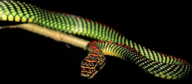 Все о змеях в Анадыре | ЗооТом портал о животных